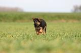 BERGER ALLEMAND 1142